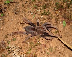 Lyrognathus robustus
