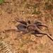 Lyrognathus - Photo (c) John Howes, alguns direitos reservados (CC BY-NC), uploaded by John Howes
