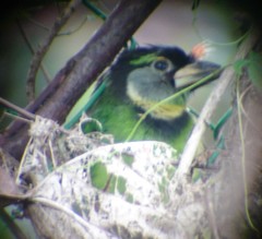 Psilopogon pyrolophus