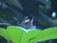 Abisara neophron