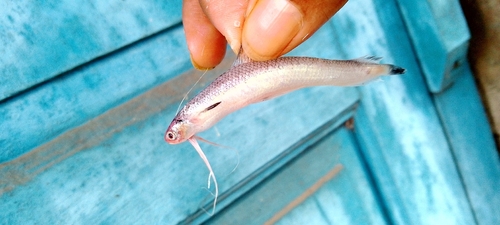 Codlet (Bregmaceros mcclellandi) — Bregmacerotidae — 2