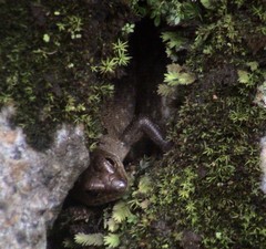 Sphenomorphus praesignis