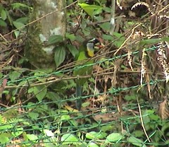 Psilopogon pyrolophus