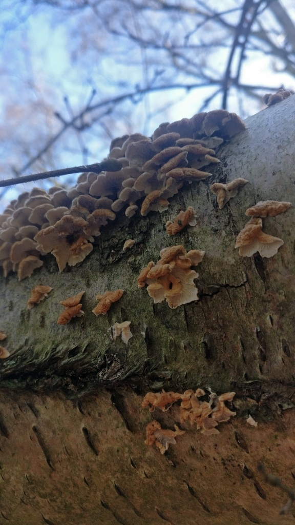 Plicatura crispa · November 2025 · photo: © mark9999 (iNaturalist, cc-by)