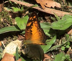 Vagrans sinha