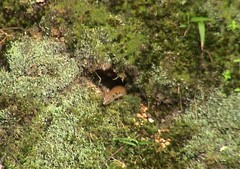 Sphenomorphus praesignis