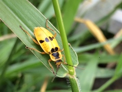 Chauliognathus flavipes