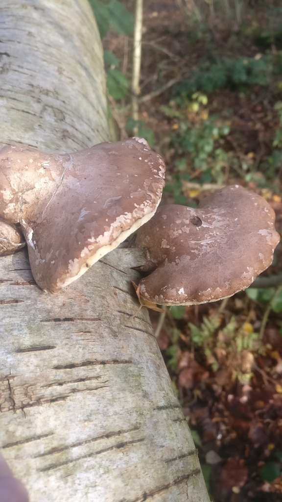 Fomitopsis betulina · November 2025 · photo: © mark9999 (iNaturalist, cc-by)
