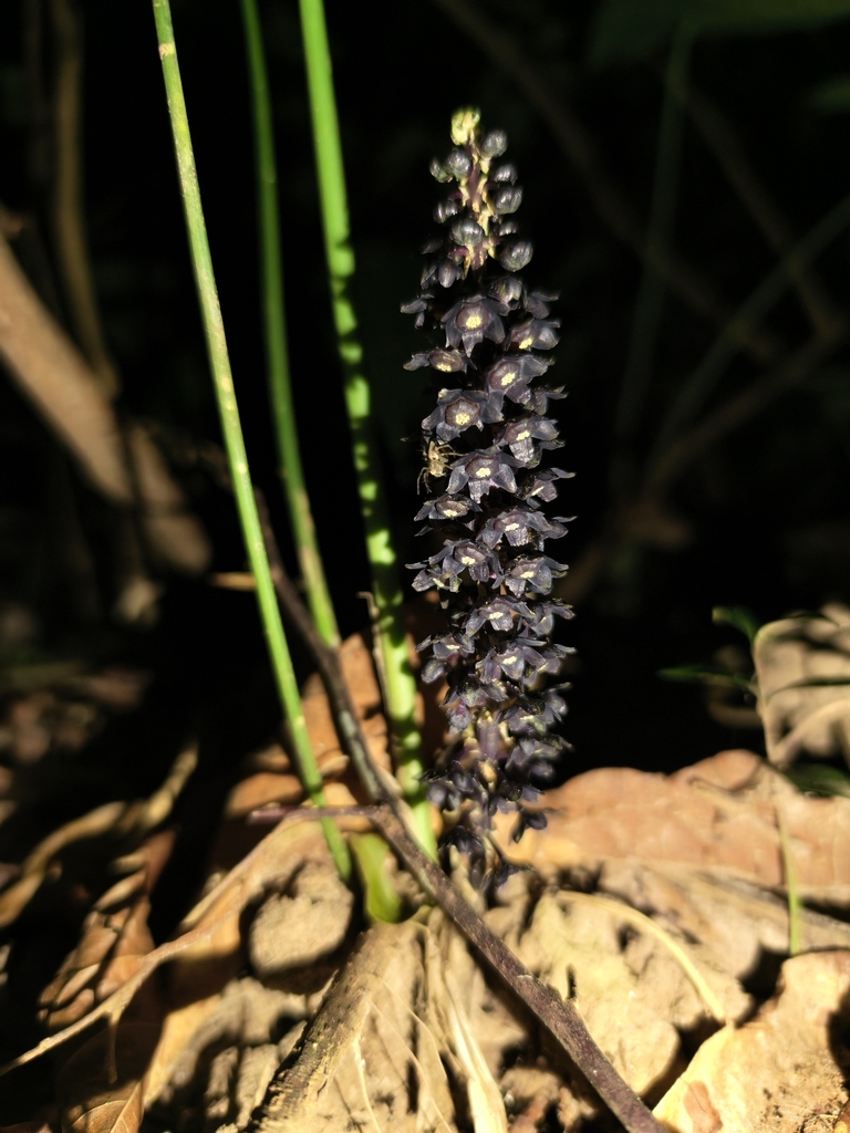 Peliosanthes ligniradicis