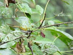 Orthotomus
