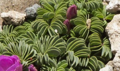 Oxalis adenophylla