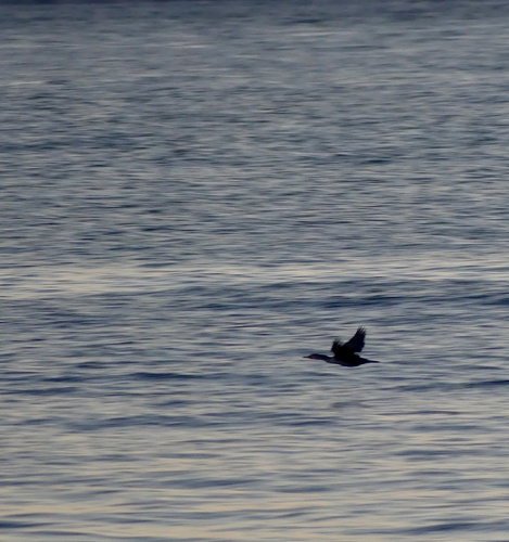 Double-crested Cormorant