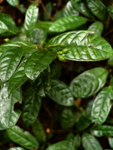 Anaxagorea luzonensis (Anaxagorea luzonensis)