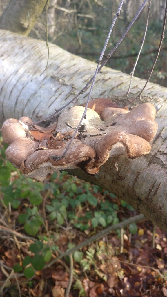 Fomitopsis betulina · November 2025 · photo: © mark9999 (iNaturalist, cc-by)