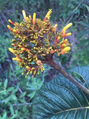 Palicourea rigida