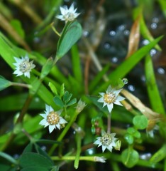 Eriocaulon xeranthemum