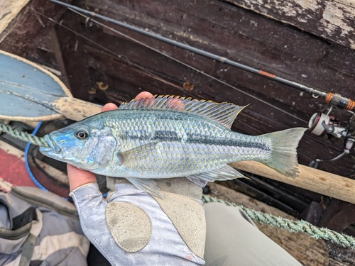Dimidiochromis kiwinge