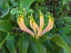 Dendrophthoe falcata