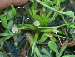 Eriocaulon xeranthemum