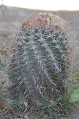 Ferocactus recurvus