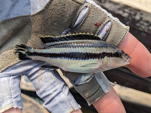 Melanochromis loriae