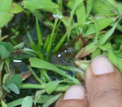 Eriocaulon xeranthemum