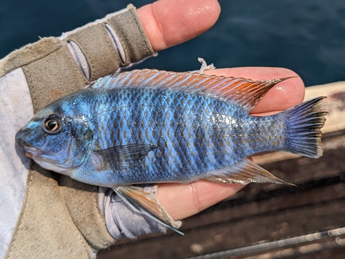 Labeotropheus fuelleborni