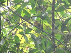 Chalcoparia singalensis