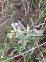 Lantana achyranthifolia