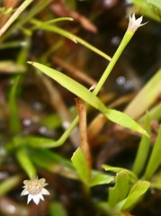 Eriocaulon xeranthemum