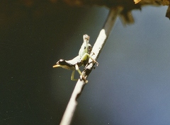 Pseudothericles jallae