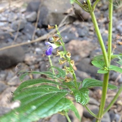 Salvia longispicata