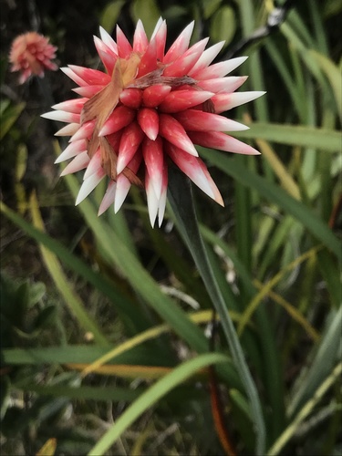 Guacamaya superba Maguire