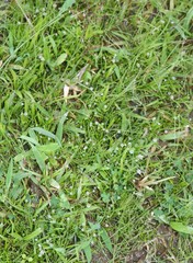 Eriocaulon xeranthemum