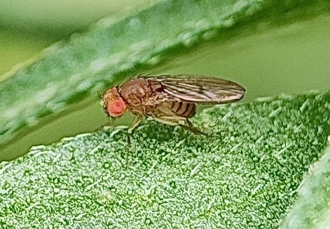 Unknown species found near Midnight Moon Dr, Frisco, TX, US
