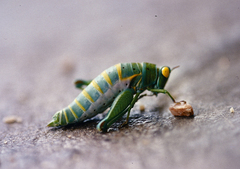 Thericles obtusifrons