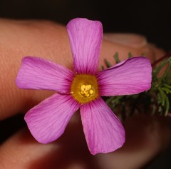 Oxalis confertifolia