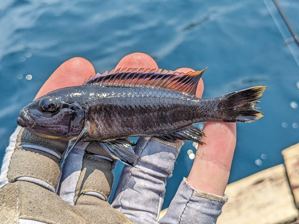 Malawi scale-eater (Genyochromis mento) — Cichlidae