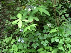 Hydrangea serrata