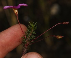 Oxalis confertifolia