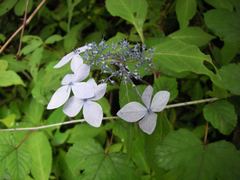 Hydrangea serrata