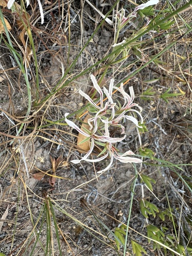 Longleaf Storksbill (Pelargonium longifolium)
