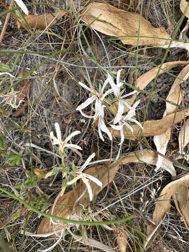 Pelargonium longifolium, photograph 2
