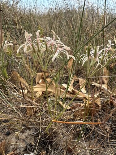 Pelargonium longifolium, photograph 3