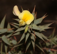 Aspalathus alpestris