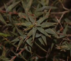 Aspalathus alpestris