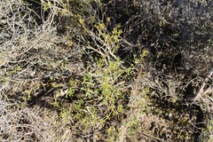 Argyrolobium pachyphyllum