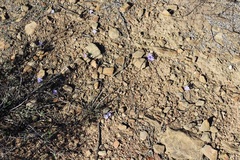 Syringodea longituba longituba