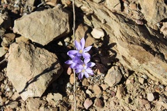 Syringodea longituba longituba