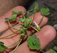 Oxalis imbricata